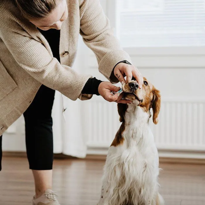 Bellylabs Drægtighed Og Hvalpefødsel> Graviditetstest / Dog Pregnancy Test