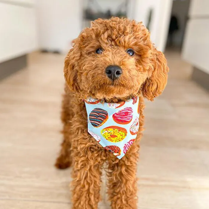 Ollipet Hundetøj>Donut Bandana Til Hund | OUTLET