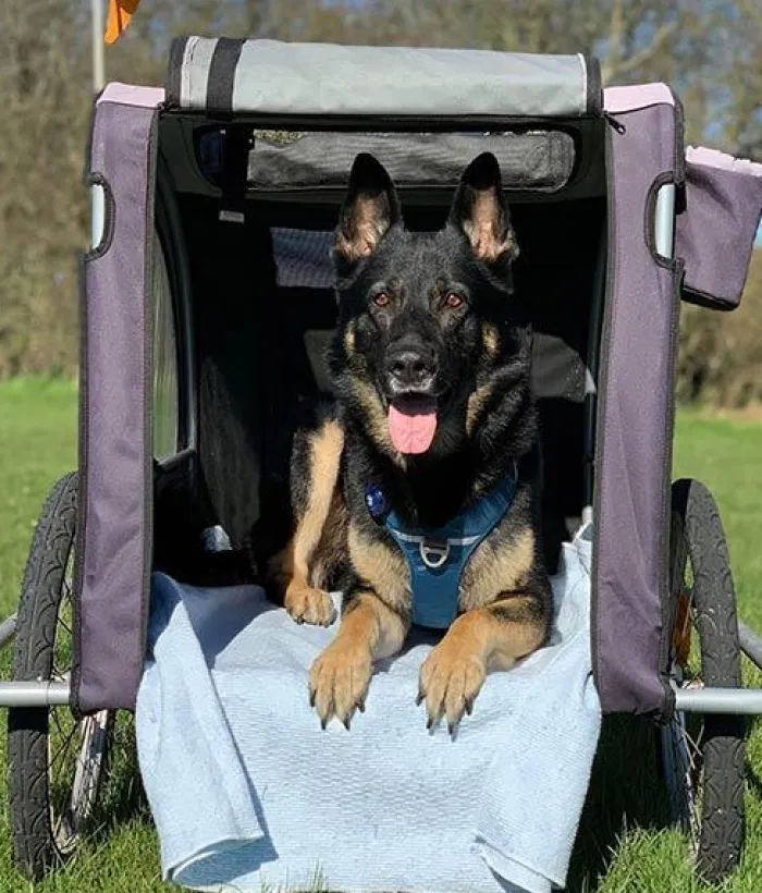 Companion Hundesenge | Biltransport Af Hund>Hundetæppe | Biltæppe