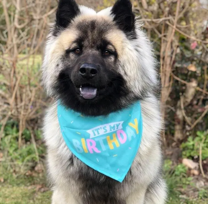 Ollipet Hundetøj>It's My Birthday Bandana | Turkis