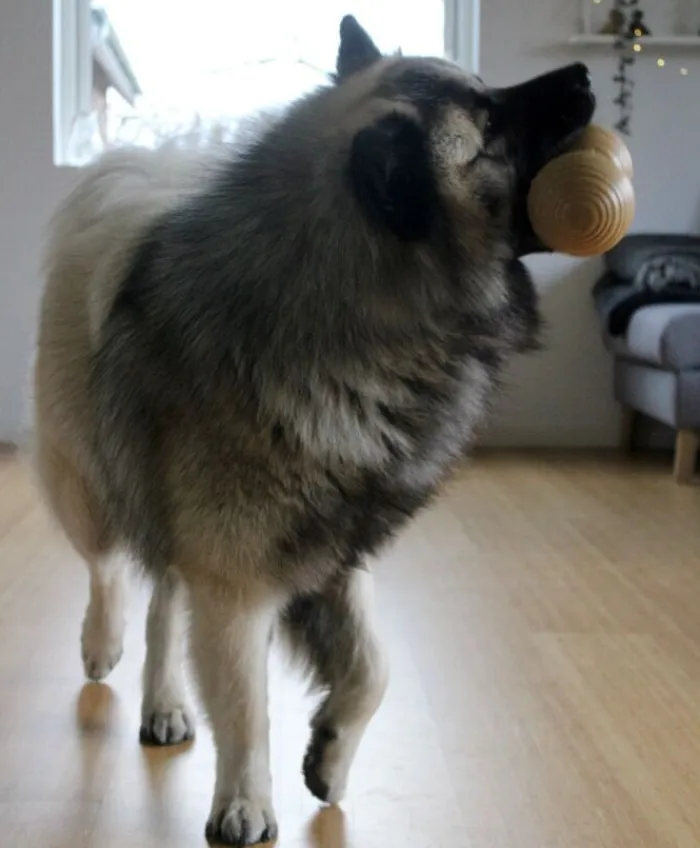 KONG Aktivitetslegetøj Til Hunde> Bamboo Feeder Dumbell