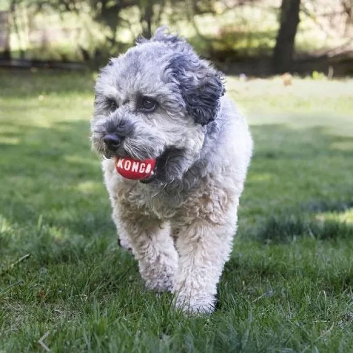 KONG Slidstærkt Legetøj | Aktivitetslegetøj Til Hunde> Signature Balls, 2 /pk