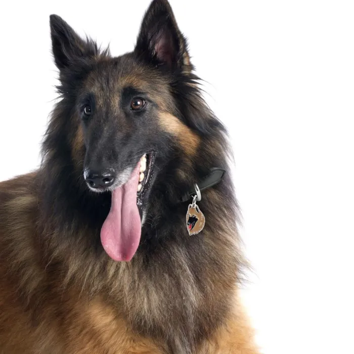 MyFamily Hundetegn>My Family | Hundetegn Belgian Shepherd