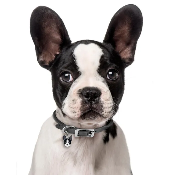 MyFamily Hundetegn>My Family | Hundetegn Boston Terrier