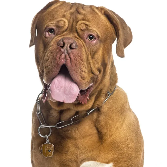 MyFamily Hundetegn>My Family | Hundetegn Dogue De Bordeaux