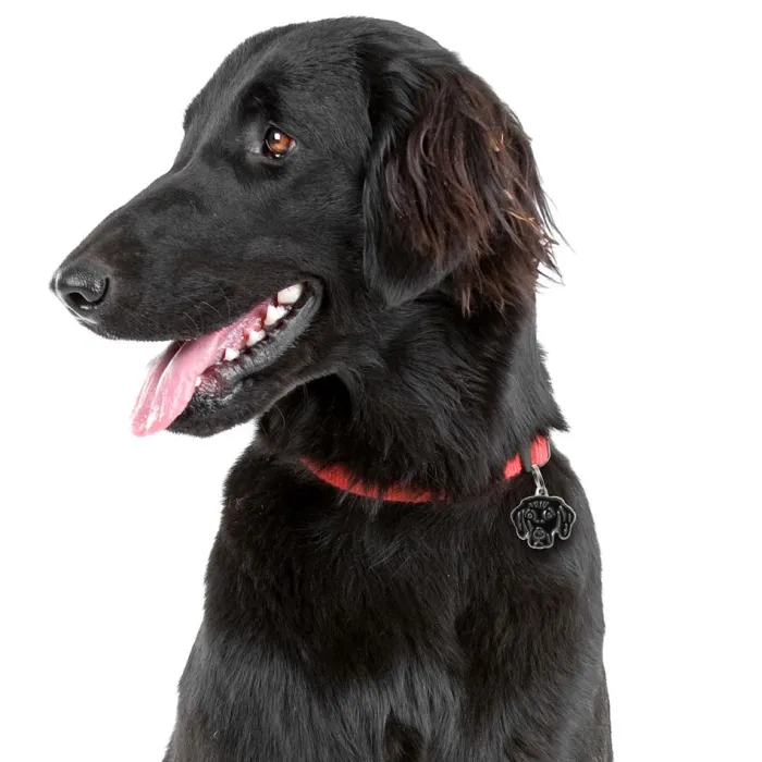 MyFamily Hundetegn>My Family | Hundetegn Flat Coated Retriver