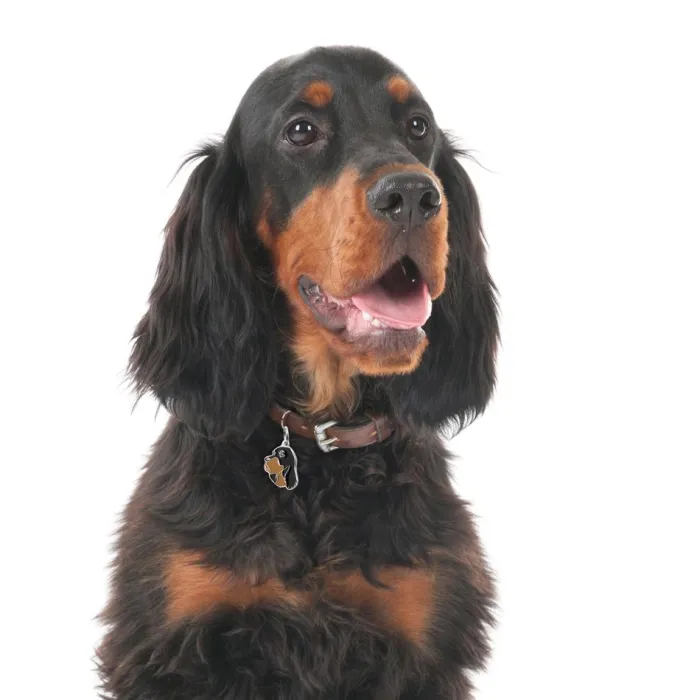 MyFamily Hundetegn>My Family | Hundetegn Gordon Setter