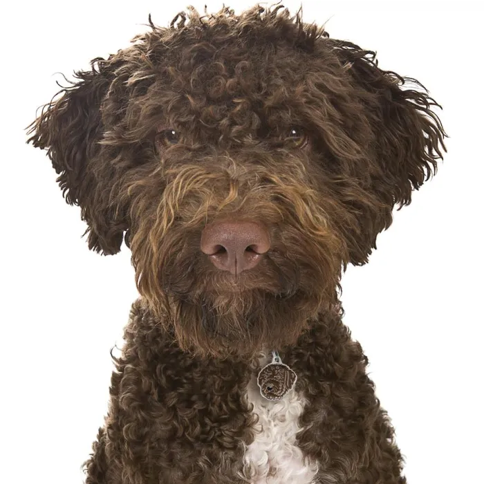 MyFamily Hundetegn>My Family | Hundetegn Lagotto