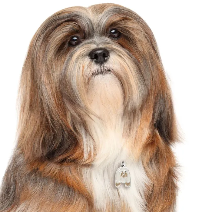 MyFamily Hundetegn>My Family | Hundetegn Lhasa Apso