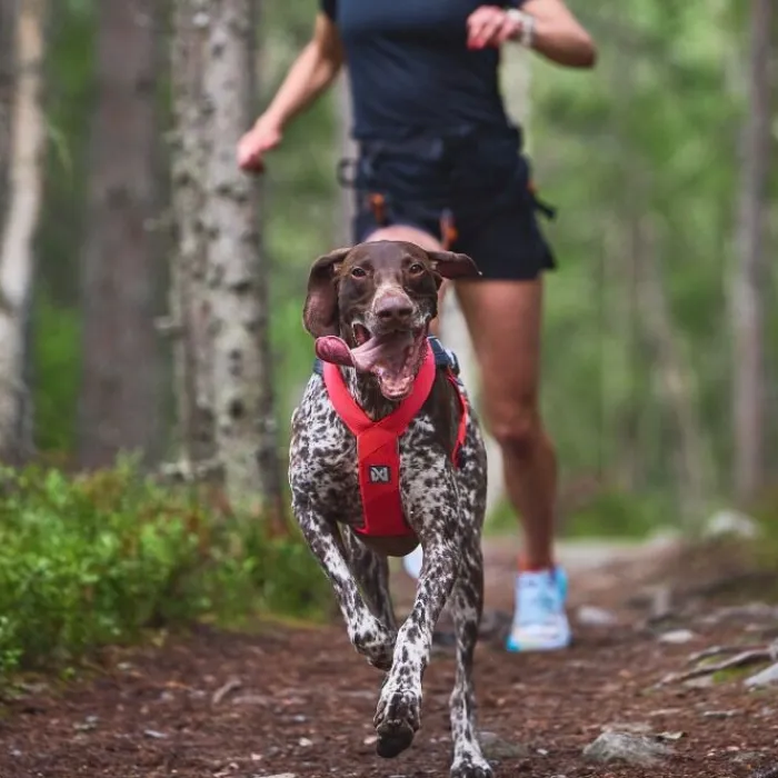 Non-stop dogwear Hundeseler> Freemotion Harness 5.0 Pink | OUTLET