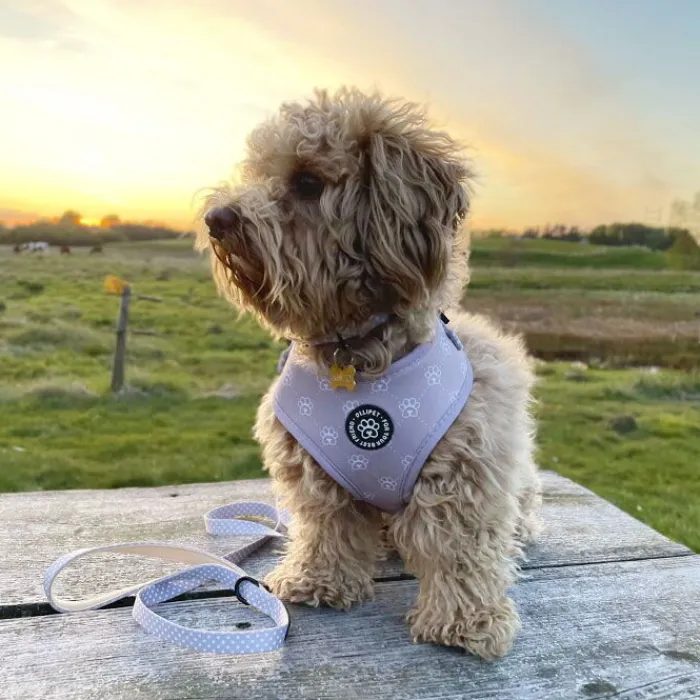 Cotonshoppen Hundeseler | Ollipet City Lux>Ollipet City Lux Selesæt | Olli Paws / Cute Little Dots Z1