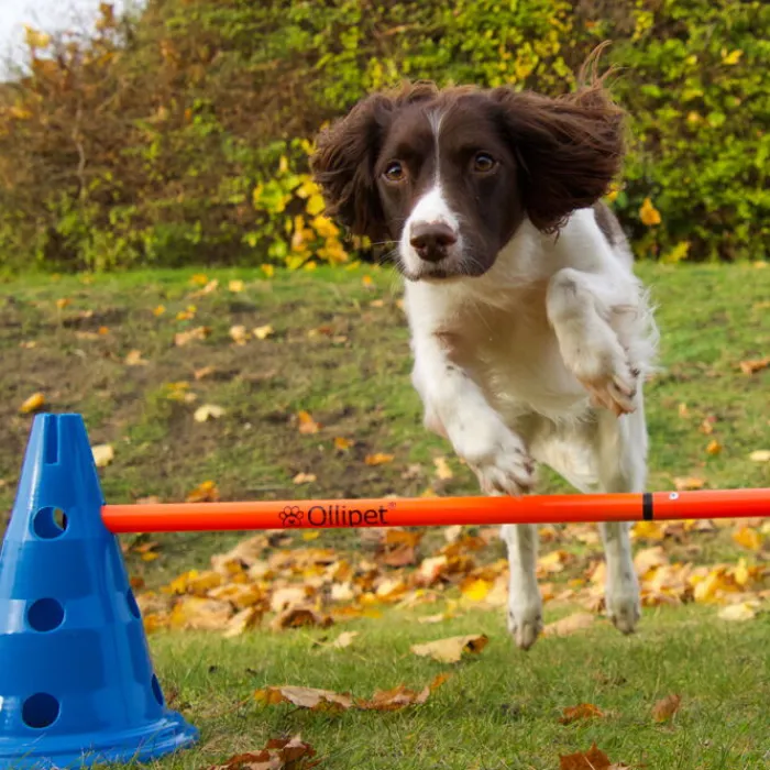 Ollipet Hundetræning Og Klikker> DogFit Agility | Hurdle Cone Set