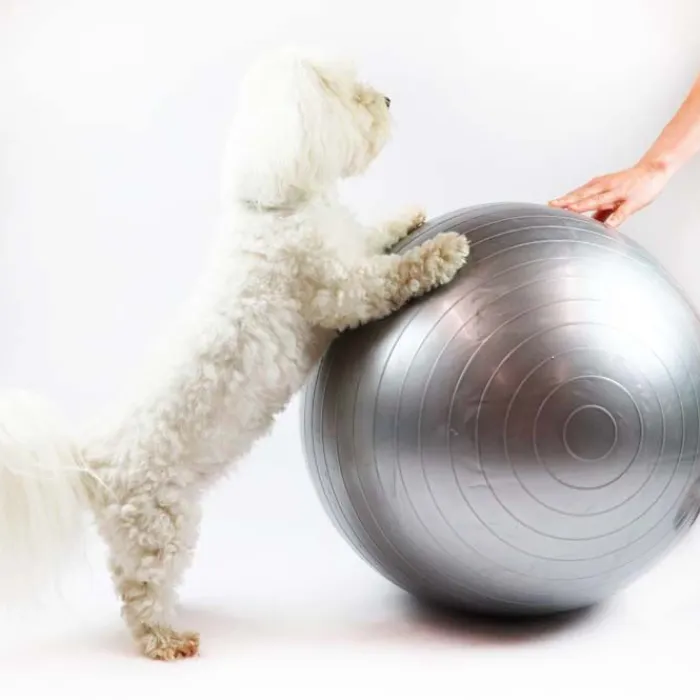 Ollipet Hundetræning Og Klikker> DogFit Air | Balance Ball