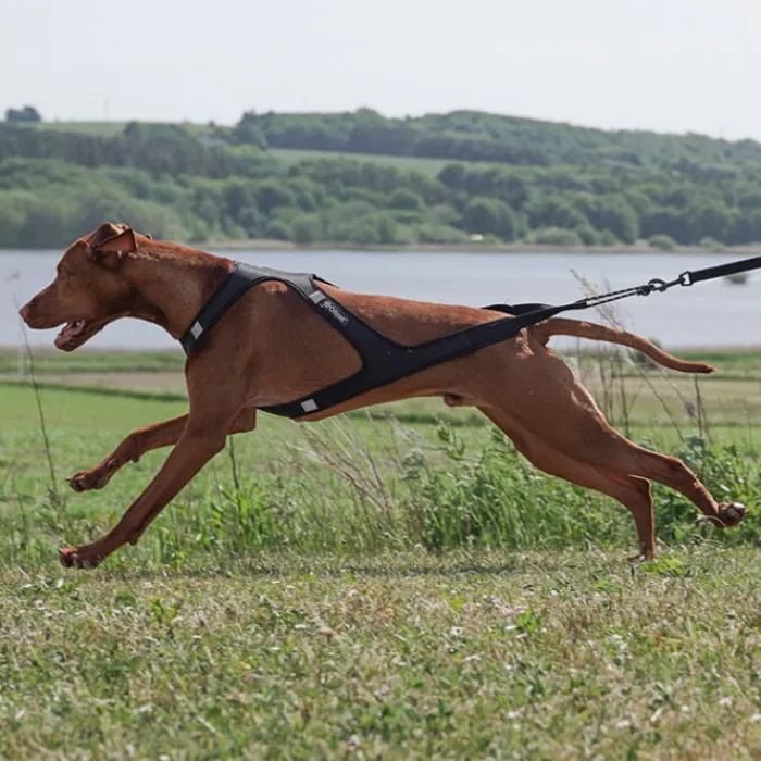 Ollipet Hundeseler> Fast Runner Træksele