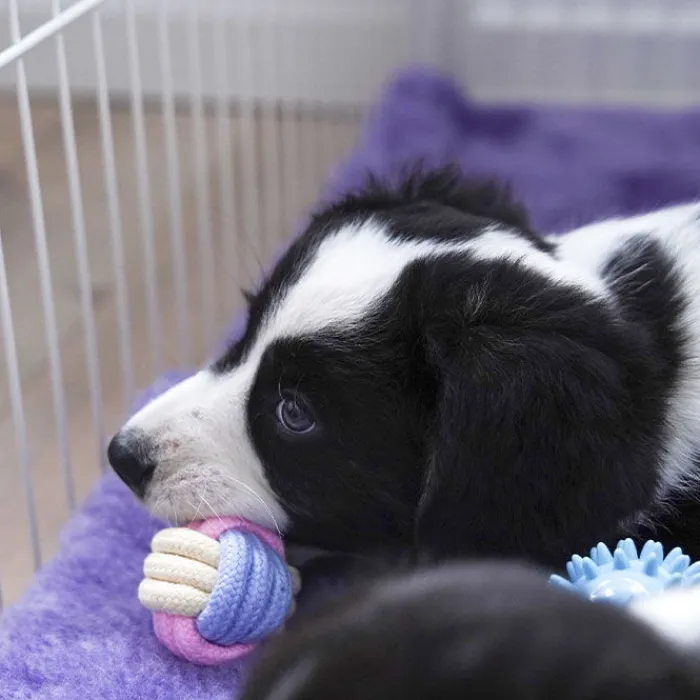 Ollipet Hvalpelegetøj | Ollipet Hundelegetøj> Macaron Chew Rope Ball