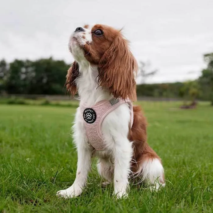 Cotonshoppen Hvalpesele Og Hvalpeliner | Hundeseler>Ollipet Teddy Sæt | Lyserød Z1