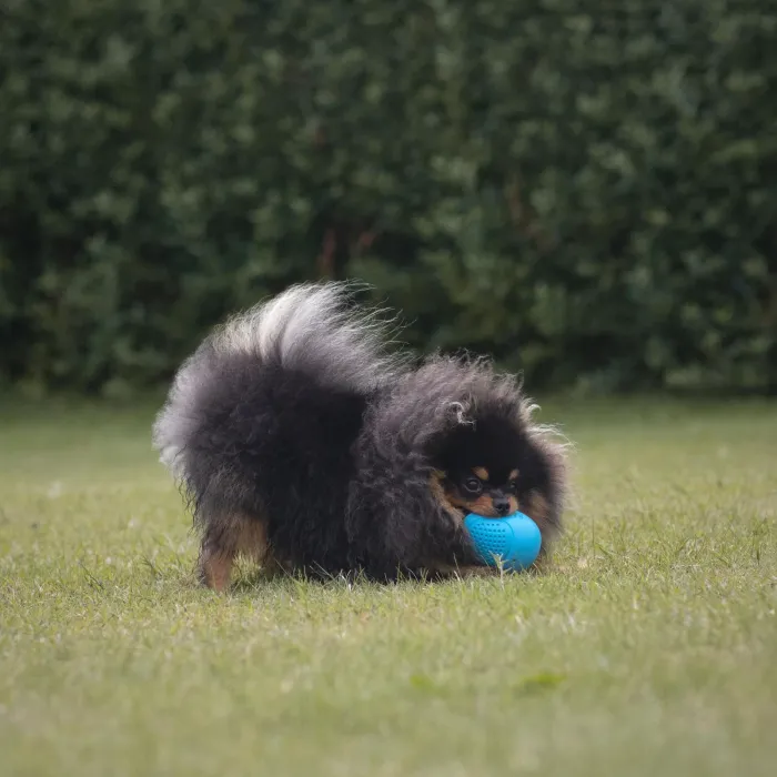 Trixie Hvalpelegetøj | Aktivitetslegetøj Til Hunde>Roly Poly Snack æg |