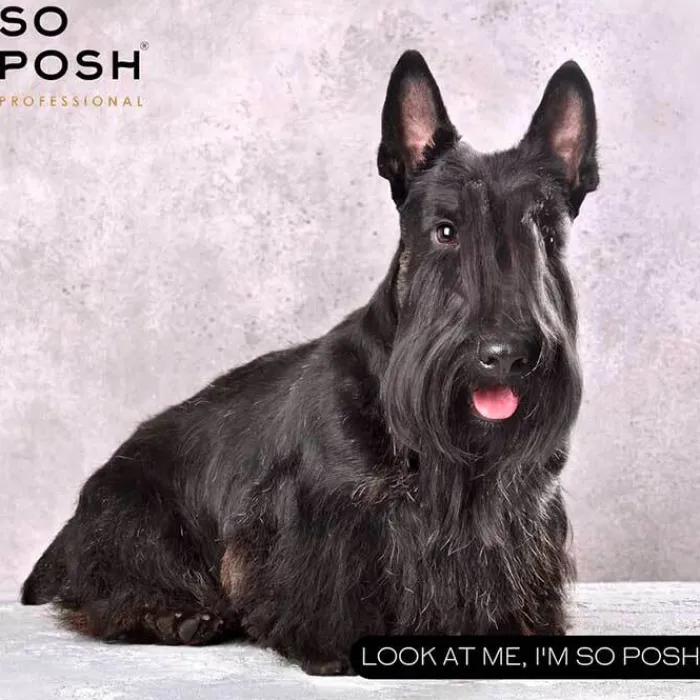 So Posh Hundeshampoo Og Hundebalsam> Professional I'm So Harsh Shampoo | 250 Ml