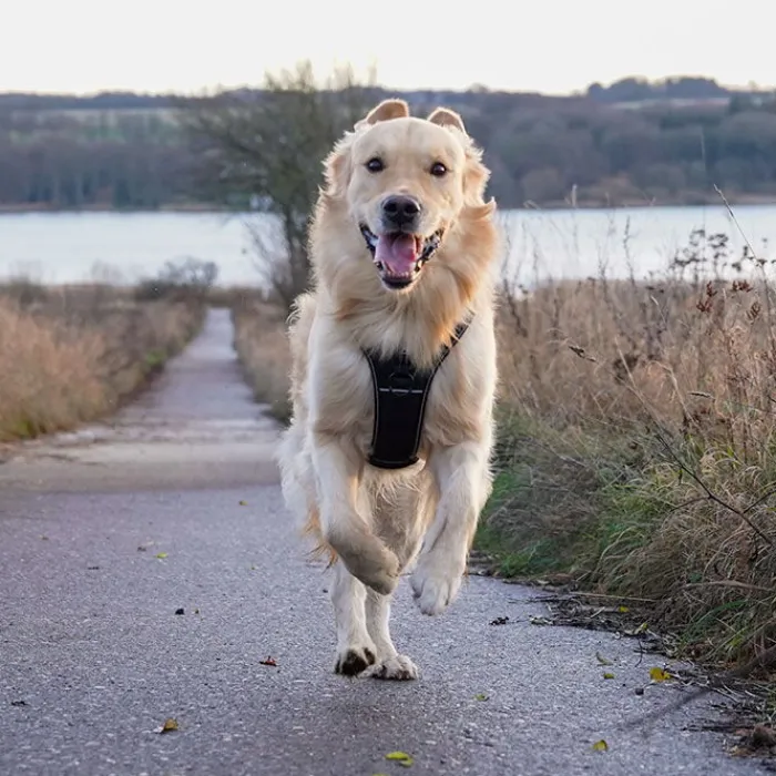 TrueLove Hundeseler> Outdoor Hundesele