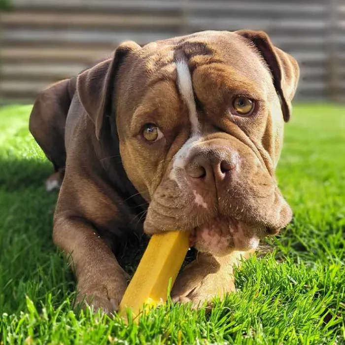 Yaki dog snacks Godbidder Og Gnaveben>Yaki Tyggeben Med Gurkemeje